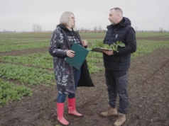 Wiosenna dawka potasu i azotu w rzepaku już jesienią? Pogotowie polowe