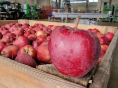 Co czwarte jabłko zmienia adres na niemiecki, a zaskakuje Litwa