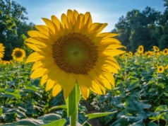Słonecznik coraz popularniejszy na polach. Ile można na nim zarobić?