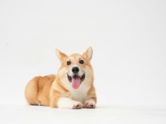 GDV - skręt żołądka u zwierzęcia - operacja ratująca życie