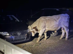 Byki raniły rolnika i niszczyły gospodarstwo. Interweniowały służby