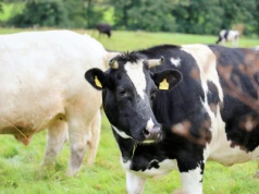 Dania: doniesienia o chorych krowach wpływają na debatę i podsycają dezinformację