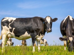 Naukowcy: kontrowersyjny dodatek paszowy nie wpływa na zdrowie