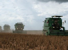 USDA obniża listopadową prognozę produkcji nasion oleistych