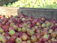 Stawki w skupach jabłek przemysłowych w górę!