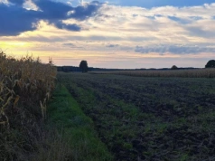 Jakie ceny gruntów ornych? Najnowsze dane GUS