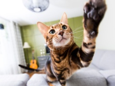 "Koci ninja". Dlaczego koty wykonują szybkie zwroty i ataki "w powietrzu"?