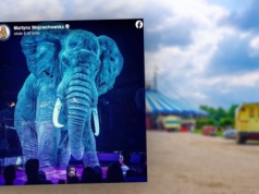 W tym cyrku zobaczysz zwierzęta, ale nie żywe. Martyna Wojciechowska: Efekt jest niesamowity