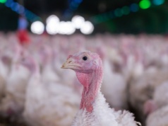 Cztery nowe ogniska grypy ptaków. W dwóch województwach po raz pierwszy tej jesieni