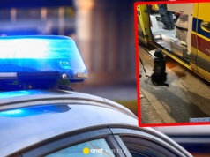 Wrocław. Pies uratował życie 71-letniemu mężczyźnie