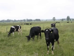 Rynek mleka się odwrócił. Kto dziś rządzi, a kto spadł z podium?