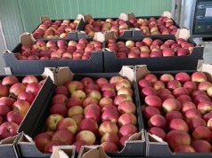 Sprzedajemy jabłka coraz drożej, ale co z tego ma sadownik?