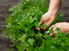 Babcia dodaje ją do rosołu, a naukowcy nazywają trucizną. Wygrała plebiscyt 