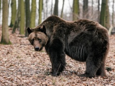 Niedźwiedzica w ogródku w Częstochowie. Mężczyzna miał ją przetrzymywać przez rok