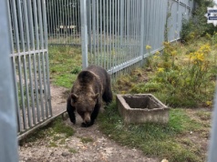 Mieszkaniec Częstochowy przetrzymywał niedźwiedzia