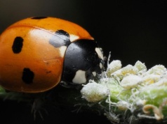 Biologiczne środki ochrony roślin. Czy UE przyspieszy rejestrację?