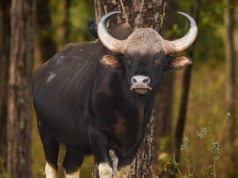 Totalne bydło! I to jeszcze takie, co ma prawie tonę. Nie każdy je zna