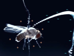 Skaczące pasożyty i elektryczne muchy. Dosłownie przyciągają ofiary