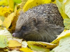 Czy każdy jeż wymaga ratunku? Wyjaśniamy, kiedy i jak pomagać