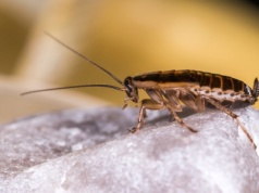 W twoim domu grasują prusaki? Zaproś je na piwo i kocimiętkę. Zginą marnie