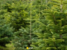 To nie żart. Polacy masowo ruszyli na plantacje choinek