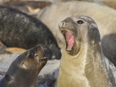 Wirus dotarł na odległą zimną wyspę. Foki mogą nie przetrwać