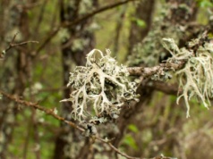 Płucnica islandzka regeneruje płuca, żołądek, błony śluzowe