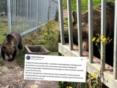 Częstochowa: policja docisnęła 49-latka, który nielegalnie przetrzymywał niedźwiedzia w ogródku, zwierzę trafiło do zoo