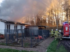 Dramatyczny pożar w schronisku dla zwierząt. Pilny apel o pomoc