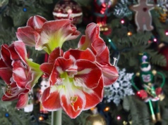 Co zrobić, żeby amarylis zakwitł na święta? Jeden trik i wystrzeli kwiatami jak confetti