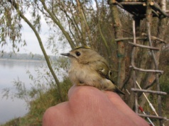 To najmniejszy ptak w Europie. Waży mniej niż łyżeczka cukru. Tak zwabisz go do ogrodu