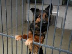 Pożar zniszczył schronisko dla zwierząt w Obłężu. Ruszyła pilna zbiórka. 