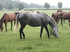 Siedem koni wpadło pod pociąg w Zachodniopomorskim. Należały do fundacji ekologów