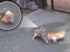 Wilki grasują na posesjach. Pies porwany z podwórka