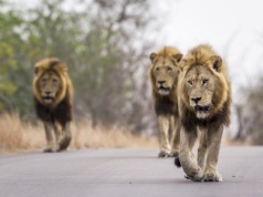 Poleć do Afryki największym pasażerskim samolotem świata! ✈️ RPA w sezonie od 2776 PLN 😍