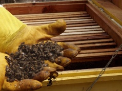 Jak rozliczyć wsparcie finansowe działalności rolniczej