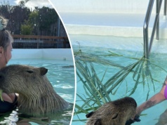 Spędziła dzień z kapibarami. "Kładą łapki na kolanach lub szturchają nosem"