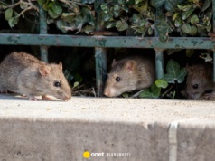 "Szczurza ulica" we Wrocławiu. Mieszkańcy walczą z plagą gryzoni