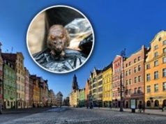 Plaga szczurów w polskim mieście. "Wieczorem nie da się wyjść"