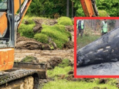 Odkrycie na Podkarpaciu. Natrafiono na szczątki niemieckiej rakiety
