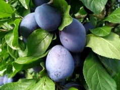 Śliwkowy ranking 2025: województwa, powiaty i gminy pod lupą – dane ARiMR 2025