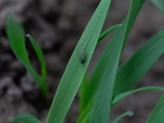 Zagrożenia dla upraw na nowy sezon. Na co muszą uważać rolnicy?