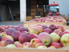 Co chcą sprzedać sadownicy, czego szukają kupujący?