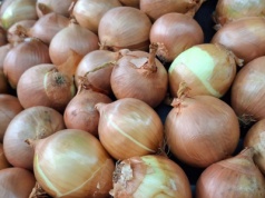 Cena cebuli dziś – aktualna sytuacja na rynku hurtowym