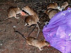 Szczury plagą w polskim mieście. Piszą o 