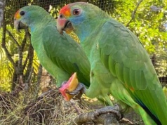 Rzadkie papugi wróciły do Atlantyckiego Lasu Deszczowego. Po dekadach ciszy znów słychać ich głos