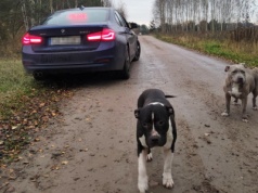 Te psy uciekły właścicielowi i błąkały się po Nekli. Policjanci „zatrzymali" je na drodze