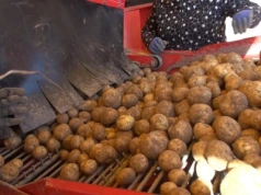 Kryzys na rynku ziemniaków. FBZPR alarmuje: nadprodukcja, tani import i brak środków ochrony