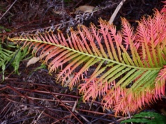 Metale ziem rzadkich w paproci. Fitogórnictwo zapewni dostęp do cennych minerałów?