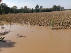 Zegar tyka dla poszkodowanych gospodarstw. Ostateczny termin na wsparcie klęskowe już 17 listopada
